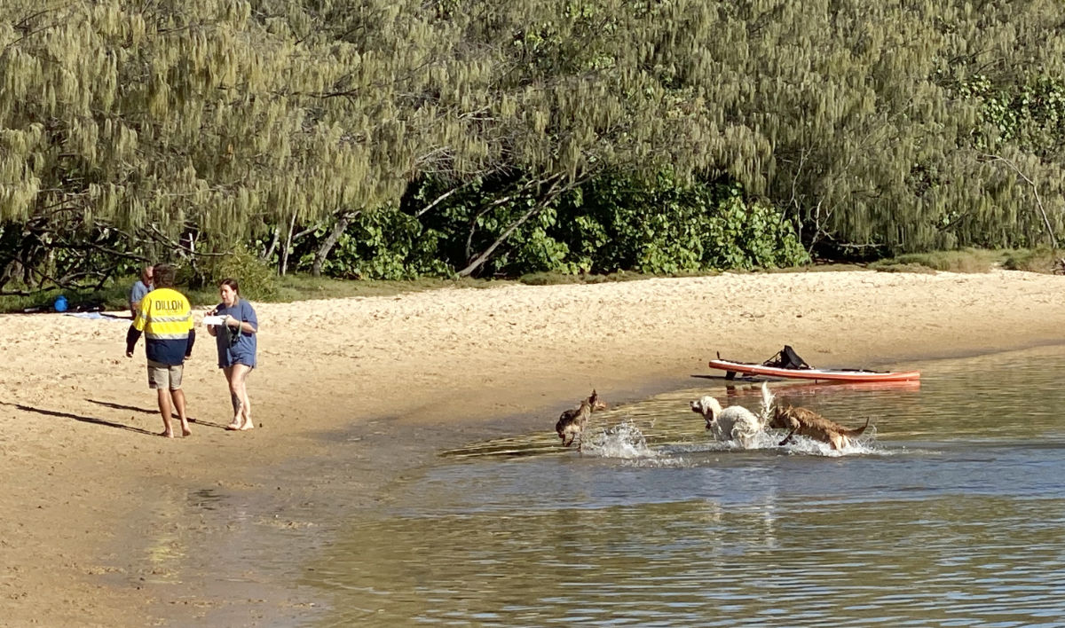 TWARA-Active dogs River side